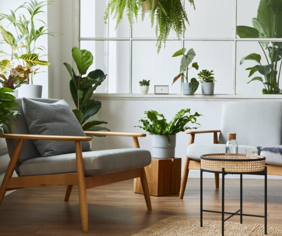 House plants as home decor
